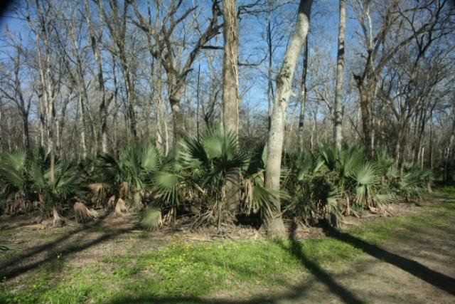 Palmetto Groves