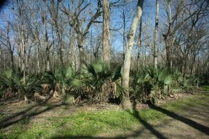 Palmetto Groves