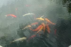 Carp Pond