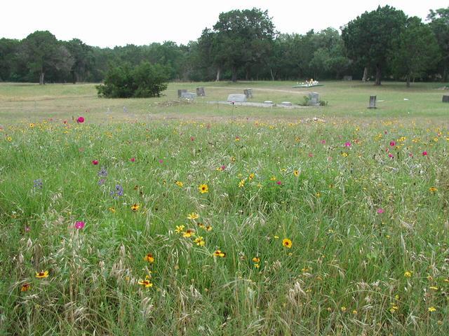 Wildflowers