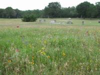 Wildflowers