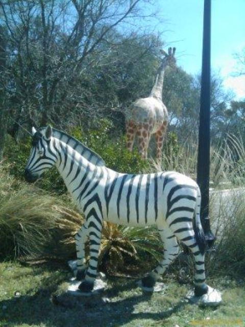 Zebra and Giraffe