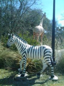 Zebra and Giraffe