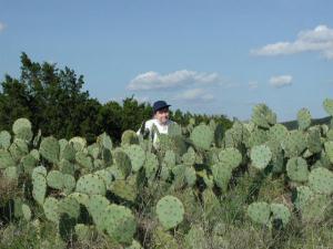 Cacti