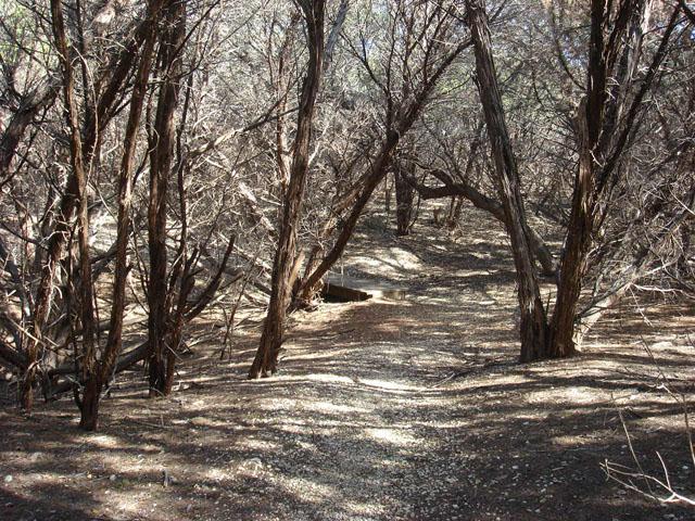 Trail View