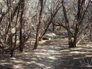 Trail View