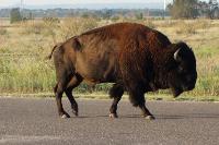 Bison