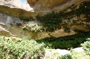 Fern Cave