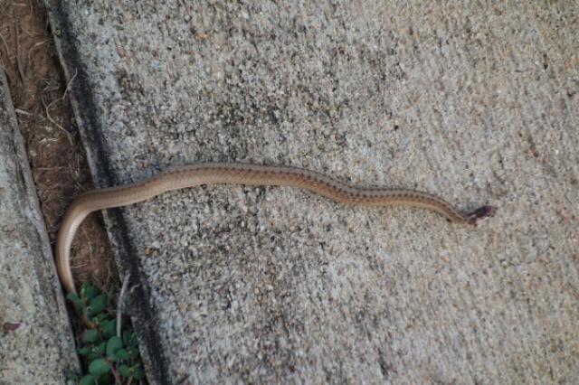 Tiny Snake