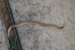 Tiny Snake