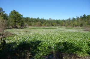 Alligator Pond