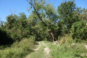 View Of The Trail