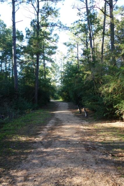 View Of The Trail