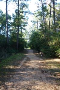 View Of The Trail