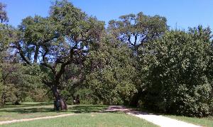 Seiders Oaks