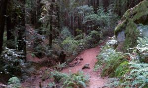 Trail View