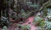 A view along the Tres Sendas trail. Leading into the Redwood Creek valley the tree cover becomes dense and the light fleeting.