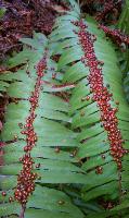 Ladybugs Galore