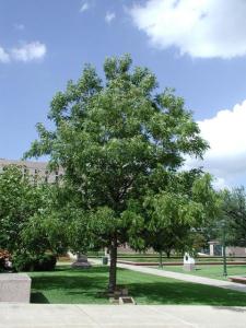 Memorial Pecan