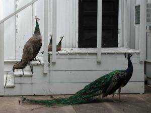 Peacocks