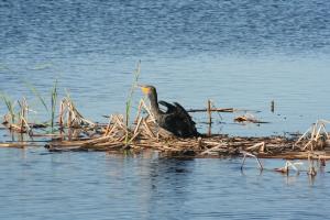 Birdwatching