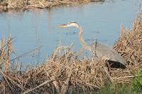 Heron