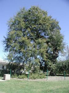 Treaty Oak