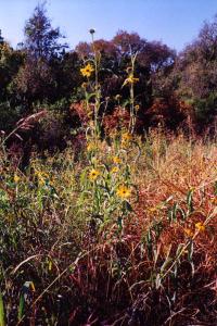 Meadow
