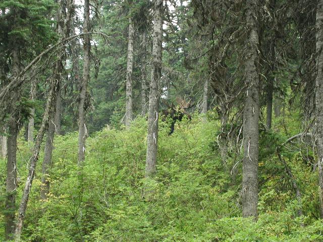Moose!