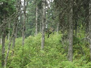 Moose!