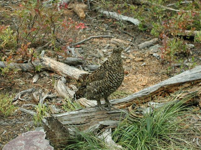 Ptarmigan