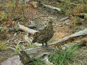 Ptarmigan